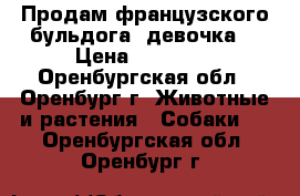 Продам французского бульдога (девочка) › Цена ­ 12 000 - Оренбургская обл., Оренбург г. Животные и растения » Собаки   . Оренбургская обл.,Оренбург г.